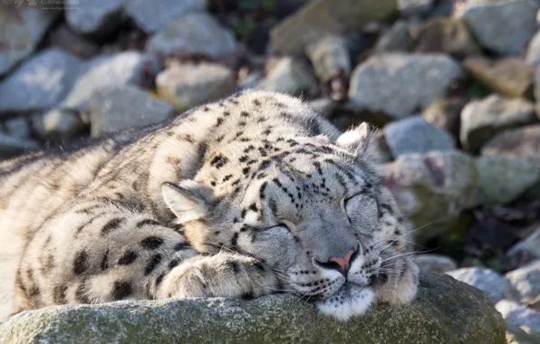 Picture cat, stones, stay, sleep, sleeping, IRBIS, snow leopard