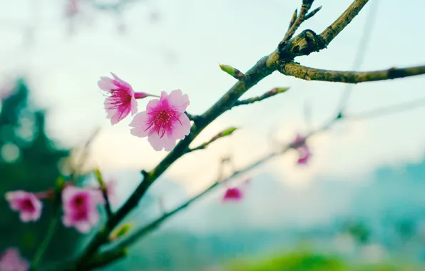 Picture flower, sakura, bokeh, spring