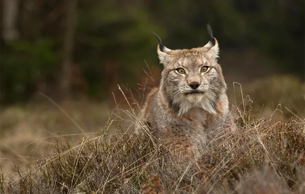 Picture grass, look, face, nature, animal, predator, wild cat, the bushes, Lynx