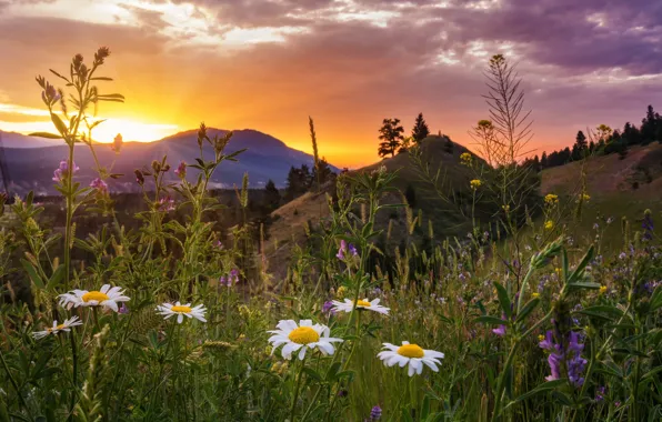 Picture sunset, flowers, mountains, chamomile, meadow, Canada, Canada, British Columbia, British Columbia, Kootenay National Park, Kootenay …
