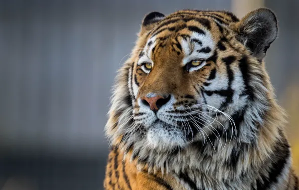 Picture face, tiger, portrait, handsome, The Amur tiger