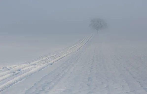 Picture winter, fog, tree, trail