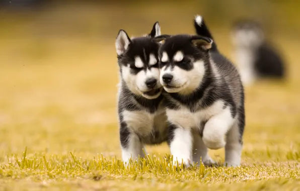 Picture dogs, lawn, puppies, two, Husky
