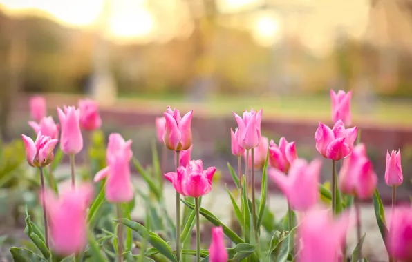 Picture spring, Tulips, pink, flowerbed, bokeh