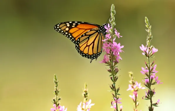 Picture macro, flowers, background, butterfly, The monarch, Loosestrife loosestrife, Plakun-grass