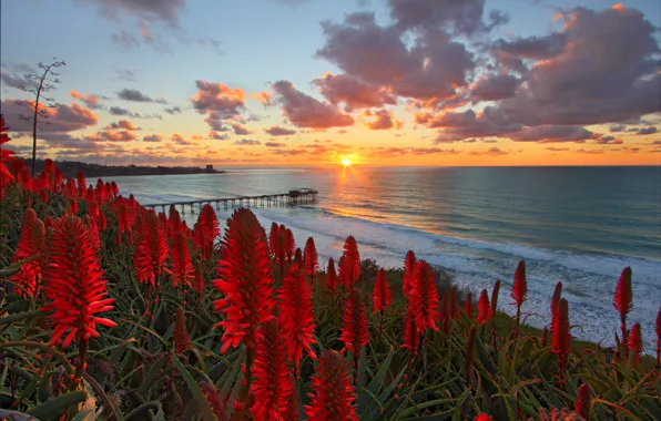 Picture beach, the sun, flowers, the ocean, dawn, slope, horizon, red