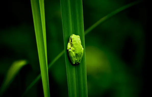 Picture green, plant, swamp, frog, nature