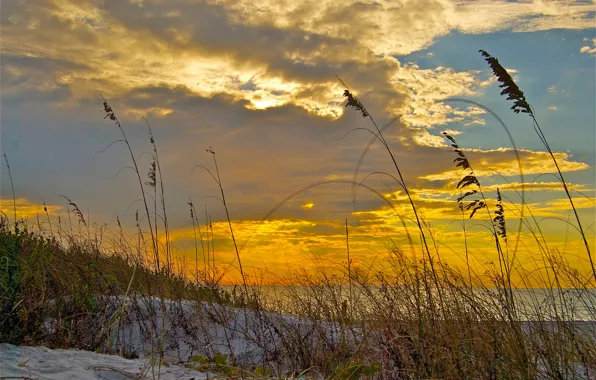 Picture sand, sea, the sky, grass, clouds, sunset, shore, plant