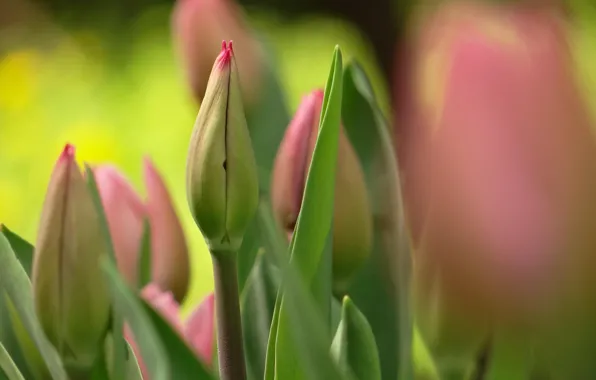 Picture flowers, spring, tulips, pink, buds