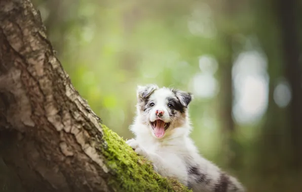 Picture tree, dog, puppy, The border collie