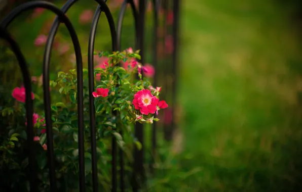 Picture flowers, nature, the fence, Bush, garden, Roses, rods, bokeh