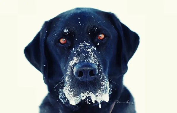 Picture winter, eyes, look, snow, dog, white background, black