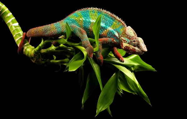 Picture greens, eyes, chameleon, background, branch, lizard, tail