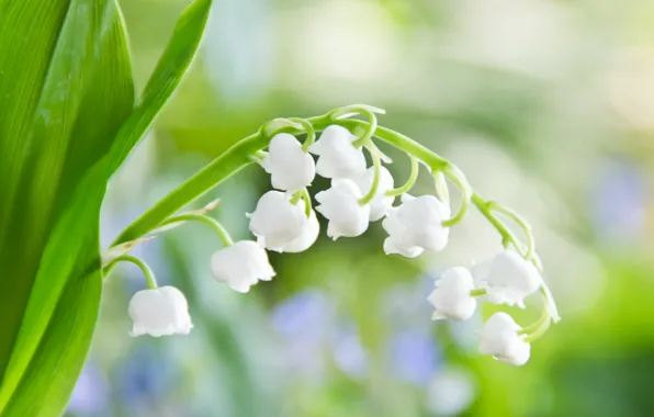 Picture greens, macro, light, flowers, sheet, tenderness, spring, white, Lily of the valley