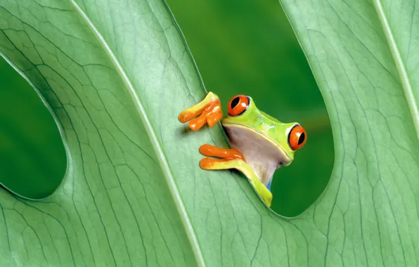Picture greens, sheet, frog