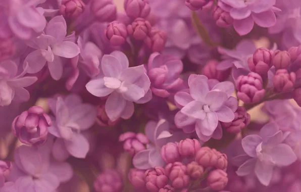 Picture macro, flowers, lilac