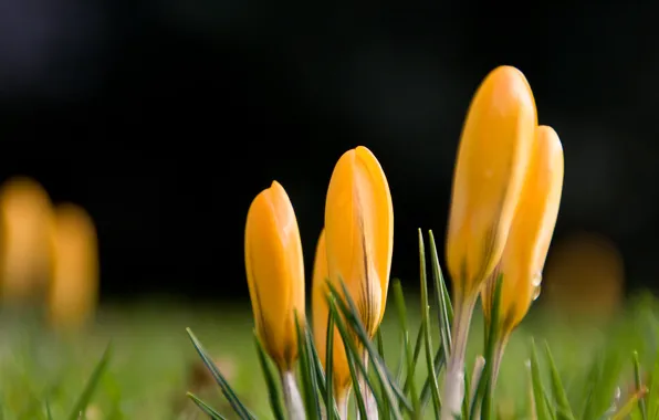 Picture drops, flowers, yellow, spring, crocuses, green