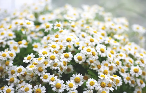 Picture greens, macro, flowers, mood, chamomile, morning