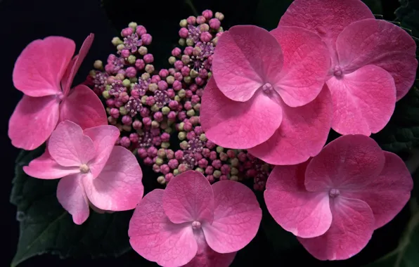 Picture macro, flowers, pink, buds, hydrangea