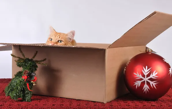 Picture cat, holiday, box, toys