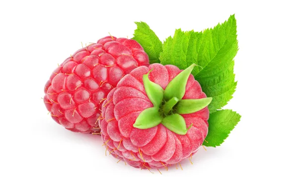 Picture raspberry, red, white, berry, green, raspberry