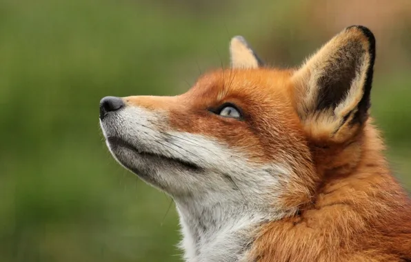 Picture face, portrait, Fox, red