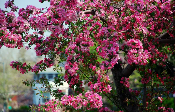 Picture tree, spring, pink, Apple, flowering, flowers