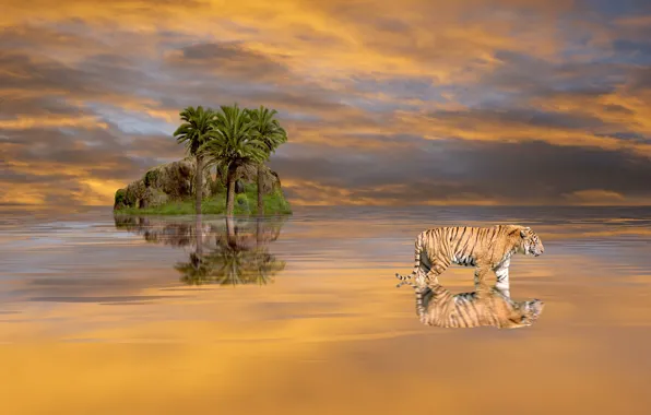 Picture the sky, water, clouds, landscape, nature, tiger, rock, palm trees