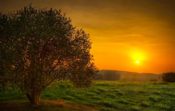 Picture field, the sky, the sun, sunset, tree, beauty