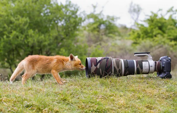Picture grass, nature, animal, camera, the camera, Fox, lens, curiosity, Fox