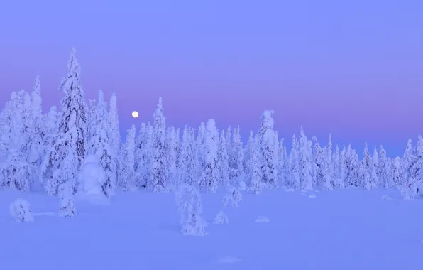 Picture winter, forest, snow, trees, night, the moon, moon, forest, trees, night, Snow, winter, Finland, Finland, …