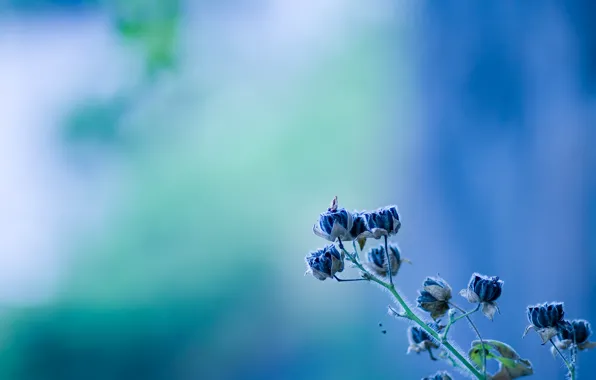 Picture flower, blue, bell, flower, texture, blue