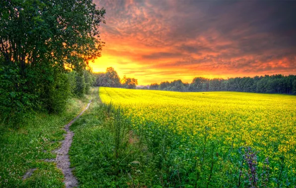 Picture road, field, forest, grass, the sun, flowers, dawn, morning