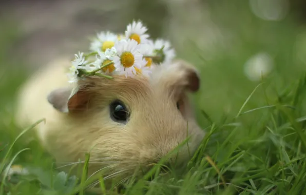 Picture grass, macro, flowers, chamomile, muzzle, wreath, sea, pig, rodent