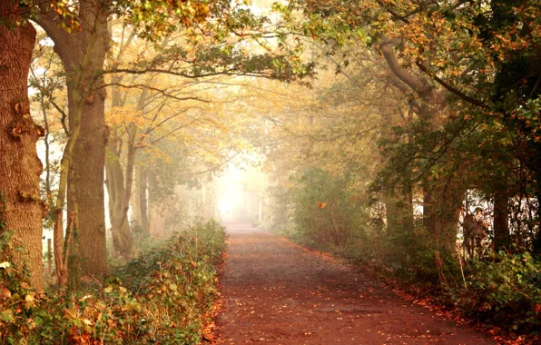 Picture road, autumn, forest, leaves, trees, nature, walk, path