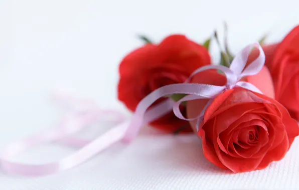Picture white, background, gift, rose, Bud, tape, red