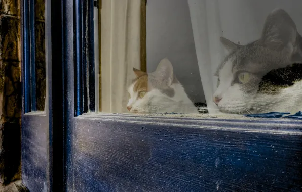Picture house, cats, window, observation