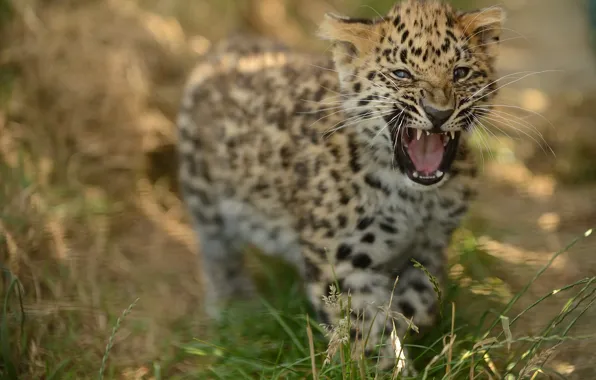 Picture cub, kitty, roar, the Amur leopard, © Anne-Marie Kalus