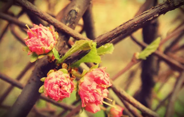 Picture macro, flowers, tree, pink, rose, Bush, branch, spring, three