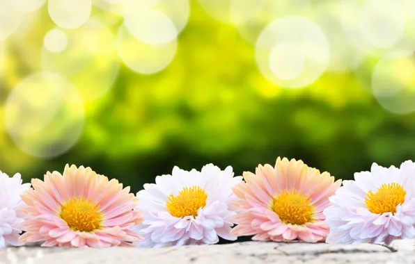 Picture flower, flowers, nature, blur, pink, white, nature, flowers, bokeh, gerbera, flower, gerbera, wallpaper., green background