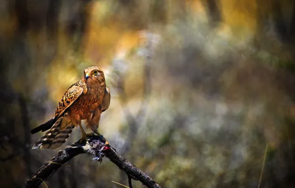 Picture bird, predator, Falcon, hawk, dobycha