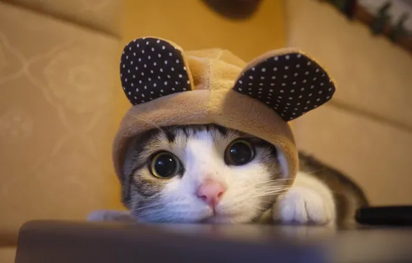Wallpaper kitten, cat, cute images for desktop, section кошки - download