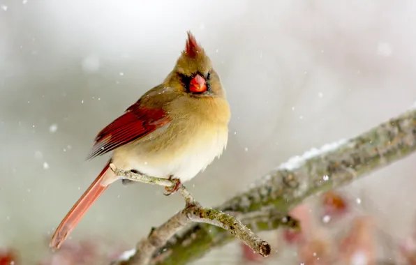 Picture winter, bird, branch, bird, Lady, Cardinal, Cardinal