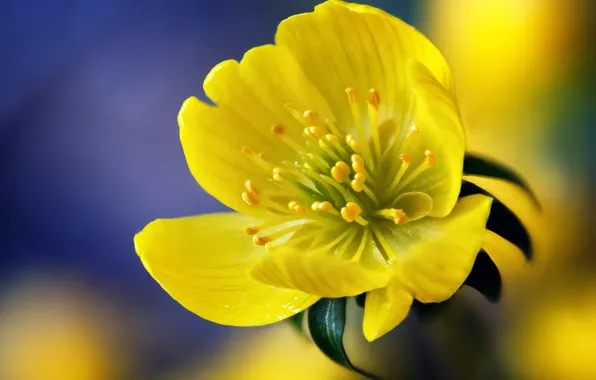 Picture flower, macro, yellow, yellow, purple