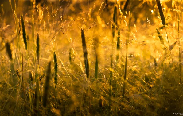 Picture grass, the sun, macro, light, nature, grass, nature, macro, 2560x1600, sunlight