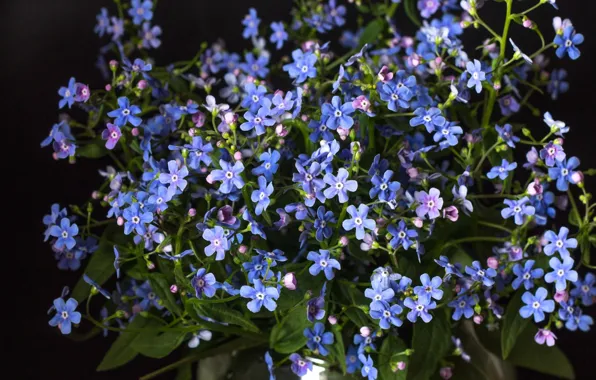 Picture macro, blue, forget-me-nots