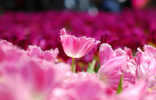 Picture field, macro, flowers, petals, blur, Tulips, pink