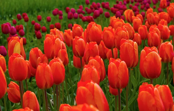 Picture field, flowers, nature, tulips, red, pink