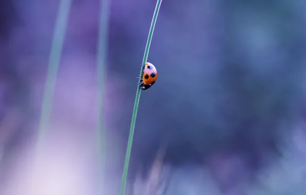 Picture macro, ladybug, beetle, stem, insect, a blade of grass