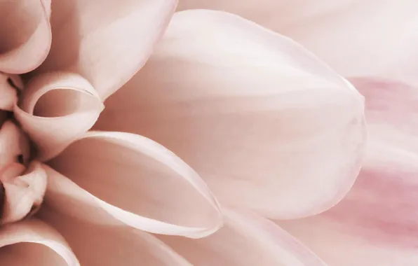 Picture flower, macro, pink, tenderness, petals